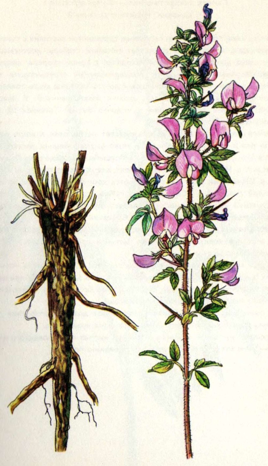 Стальник полевой (Ononis arvensis)