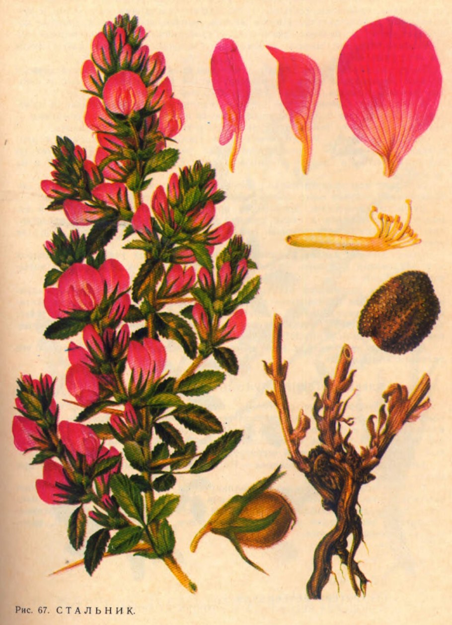 Стальник полевой