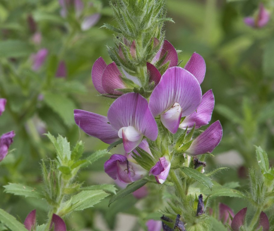 Стальник Пашенный