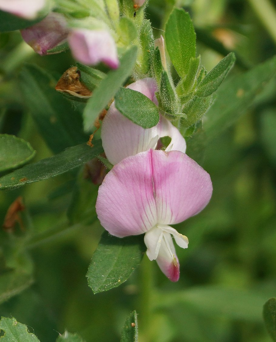 Стальник колючий астрагал
