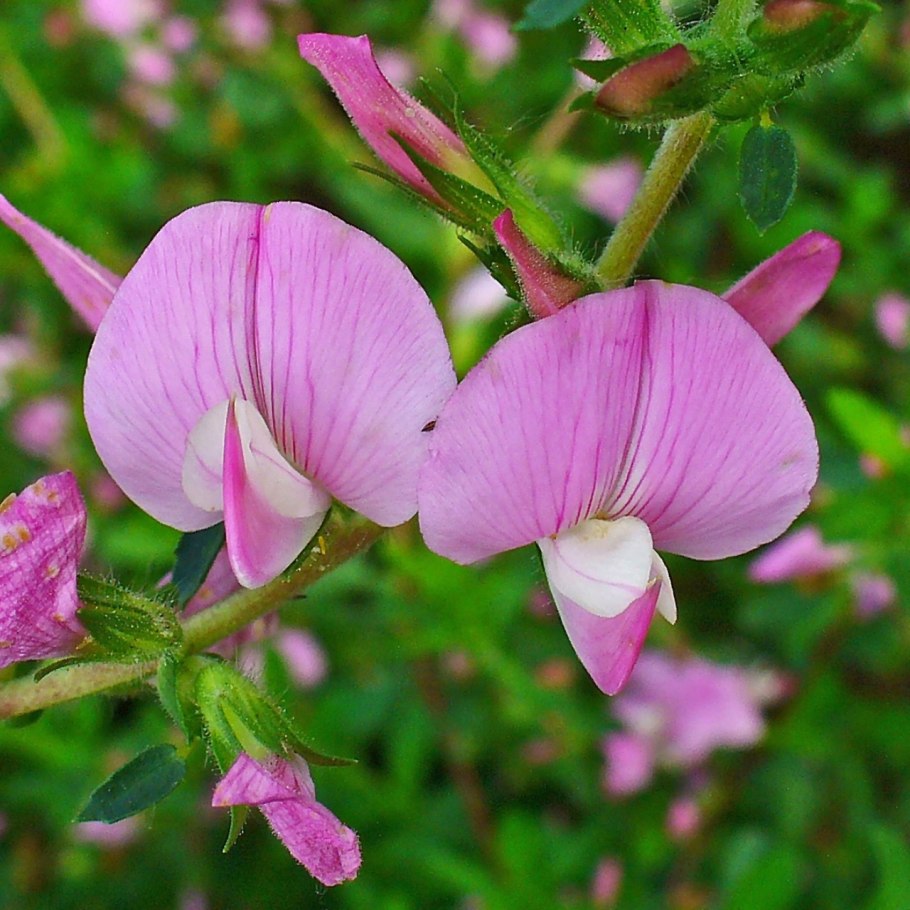 Стальник полевой корень 50 гр.