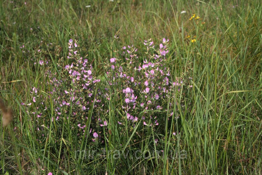 Стальник жёлтый