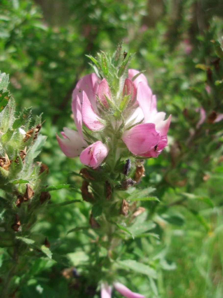 Стальник полевой Фармакогнозия