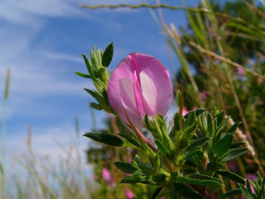 Стальник запутанный