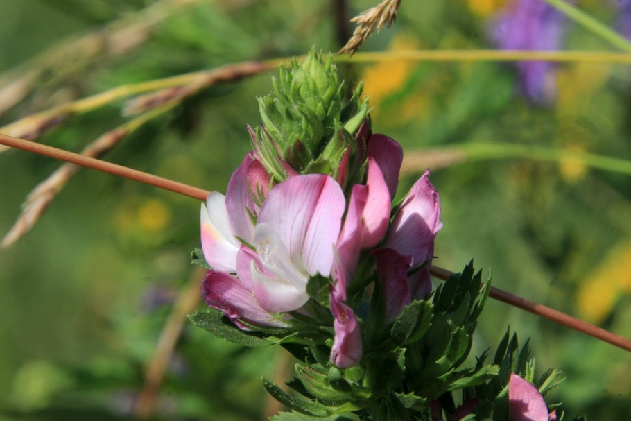 Стальник полевой