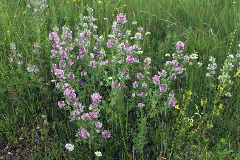 Стальник полевой семейство