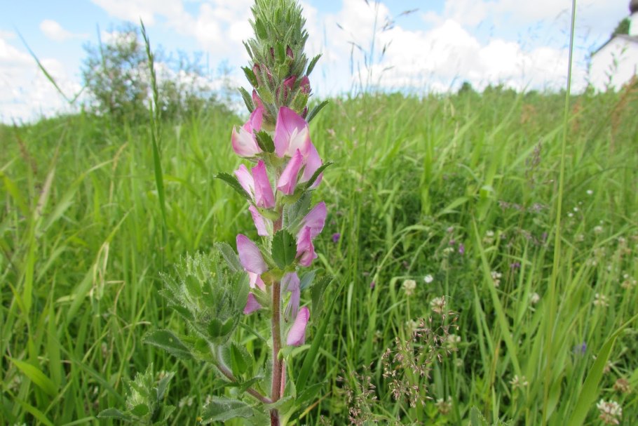 Роза "spinosa" 213426,51