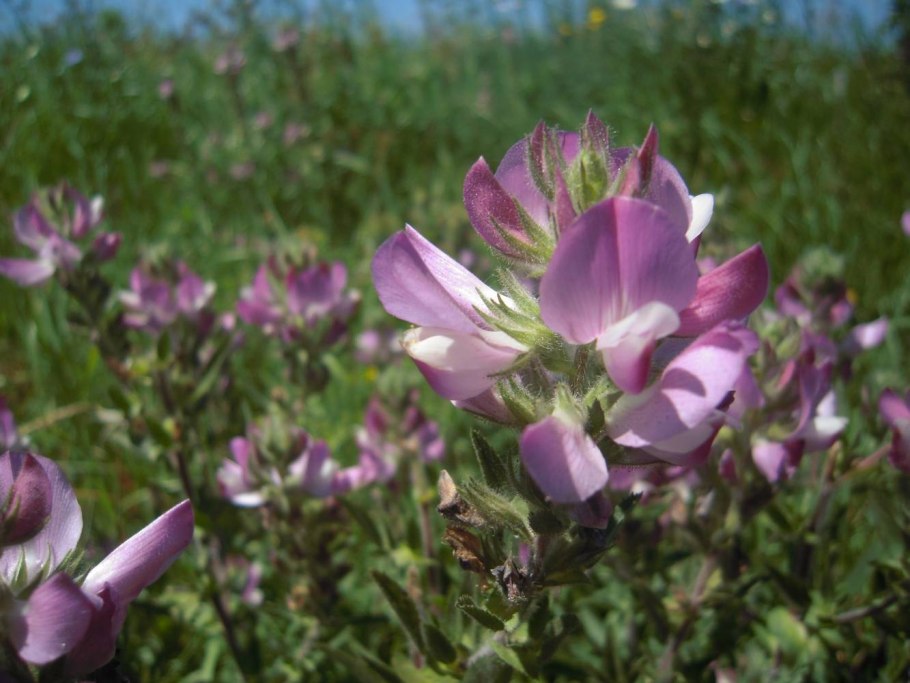 Стальник колючий (Ononis spinosa l.)