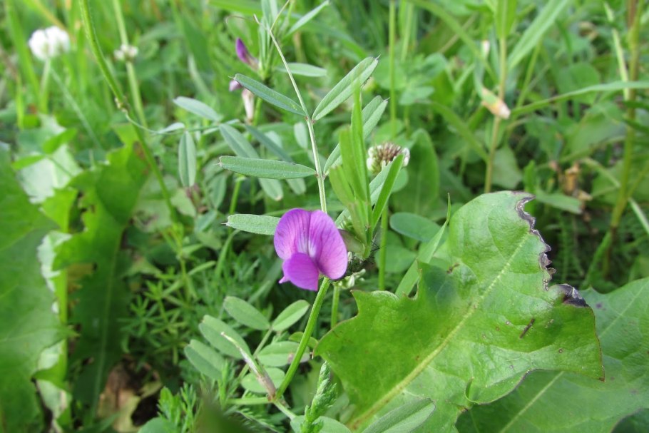 Стальник колючий (Ononis spinosa)