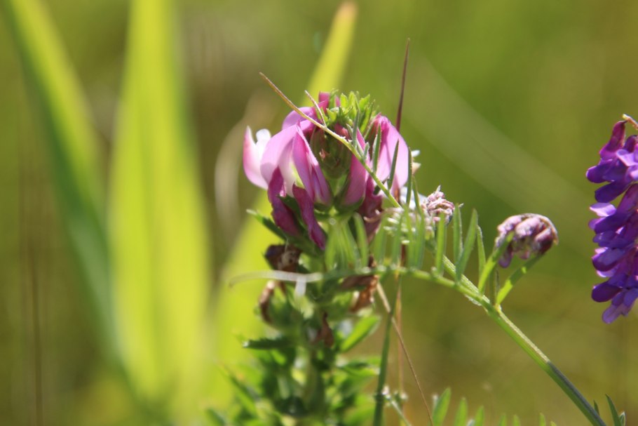 Ононис Спиноза растение фото