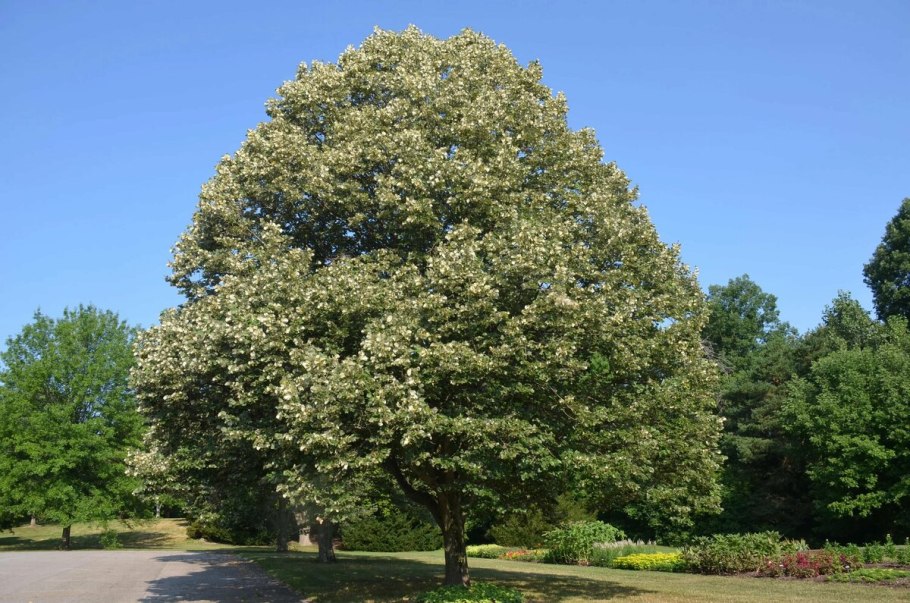 Липа Амурская, мелколистная