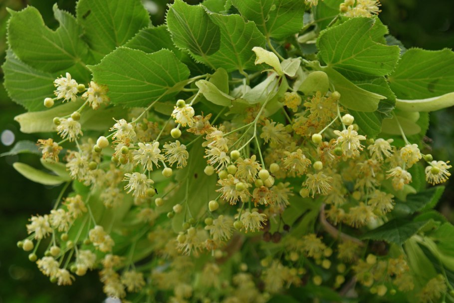 Липа сердцевидная