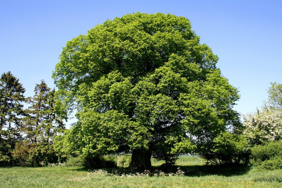 Липа мелколистная, сердцевидная (Tilia cordata)