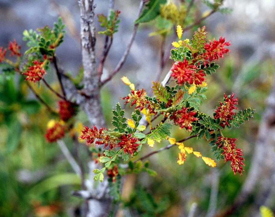 Weinmannia tomentosa