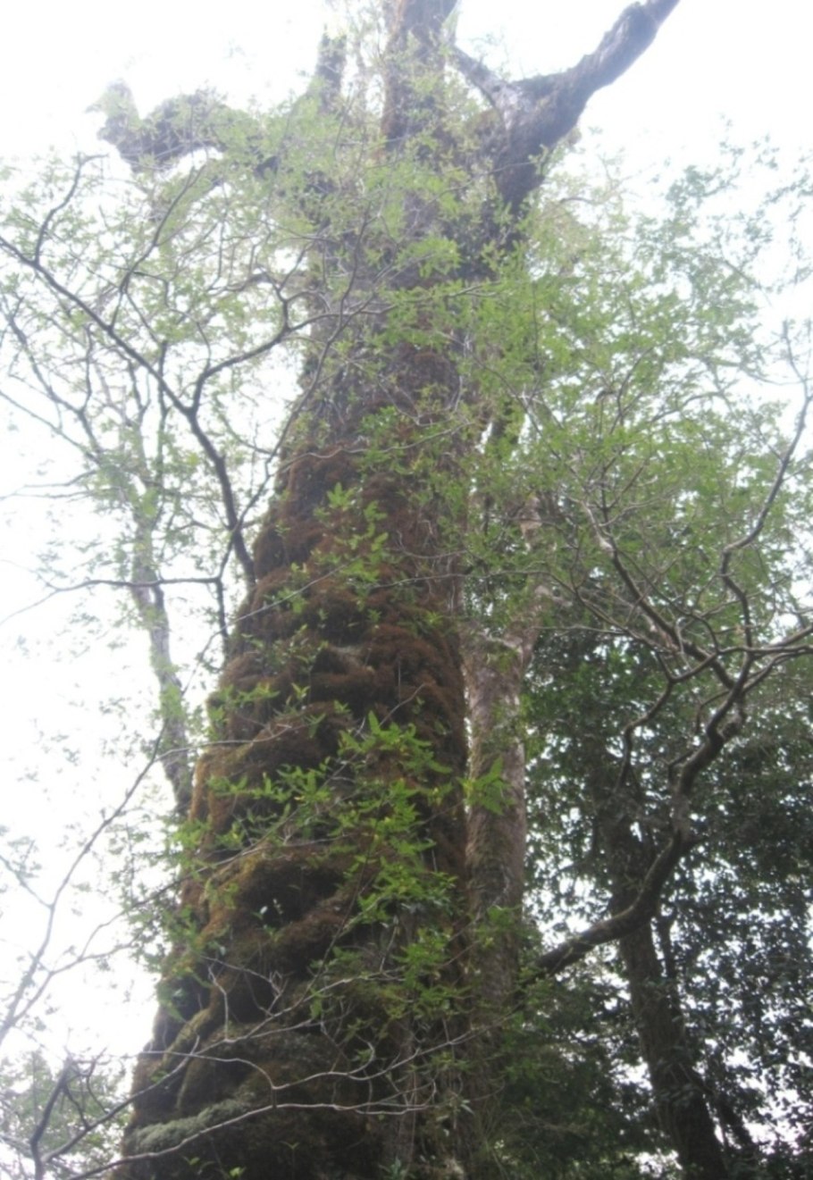 Бигуди BABYLISS Pro babts6gse