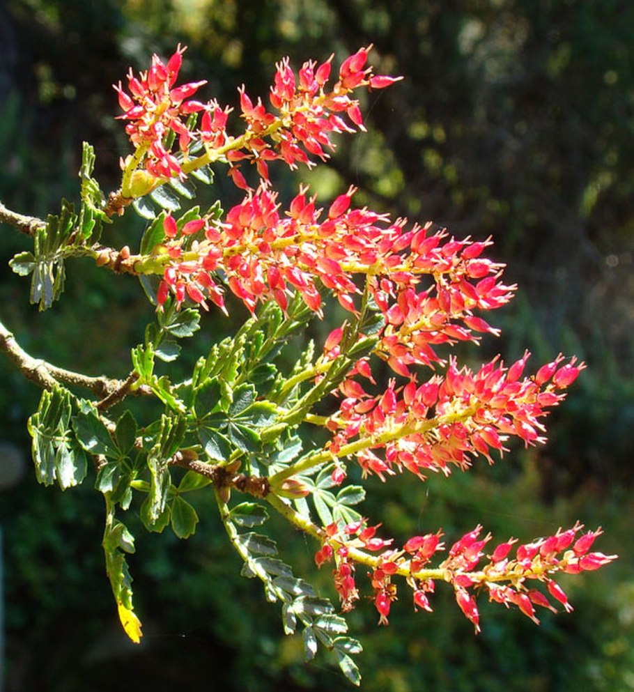 Weinmannia trichosperma