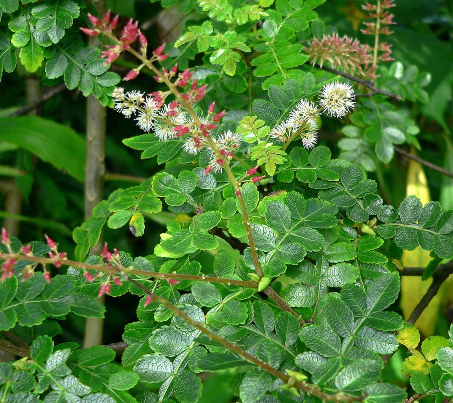 Weinmannia racemosa