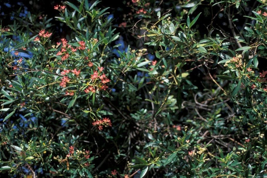 Weinmannia trichosperma