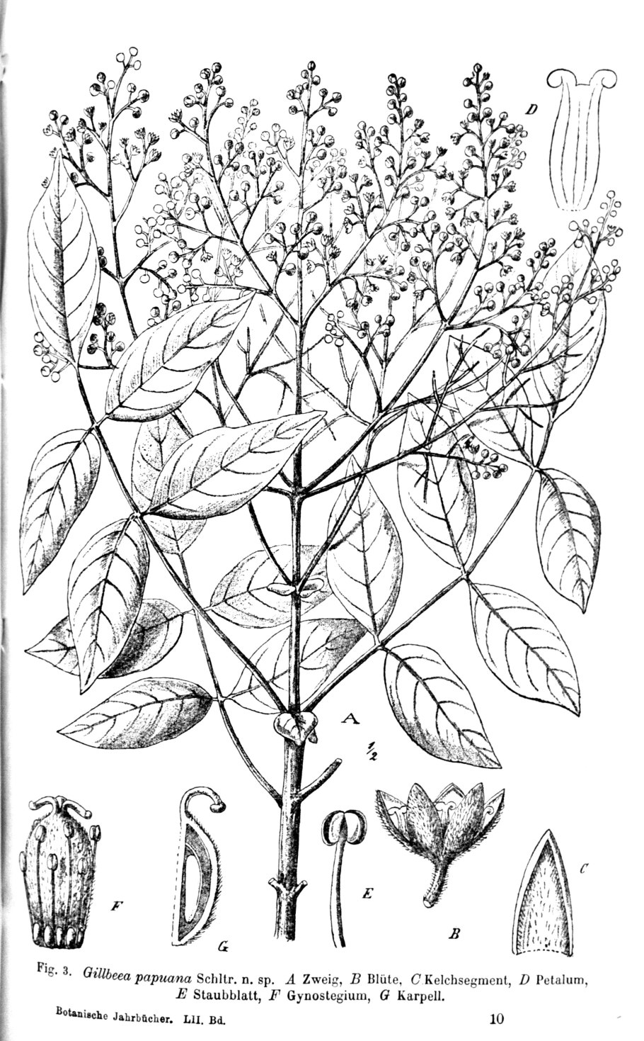 Горичник Моррисона