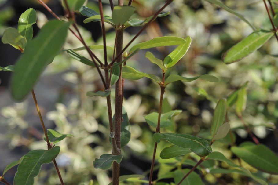 Ceratopetalum gummiferum