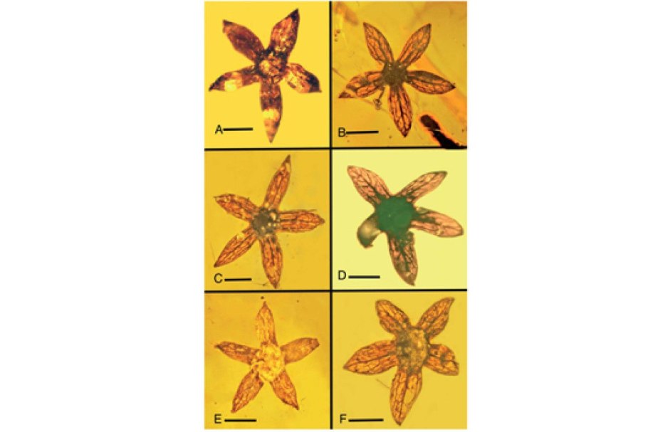 Огурец с линейкой