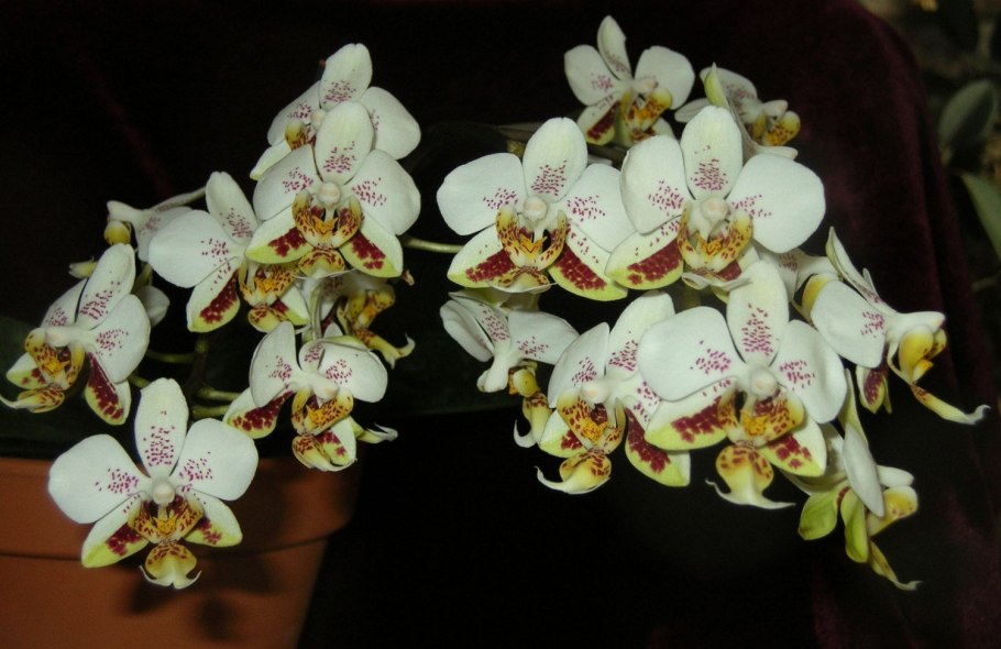 Орхидея Bernhard Phalaenopsis