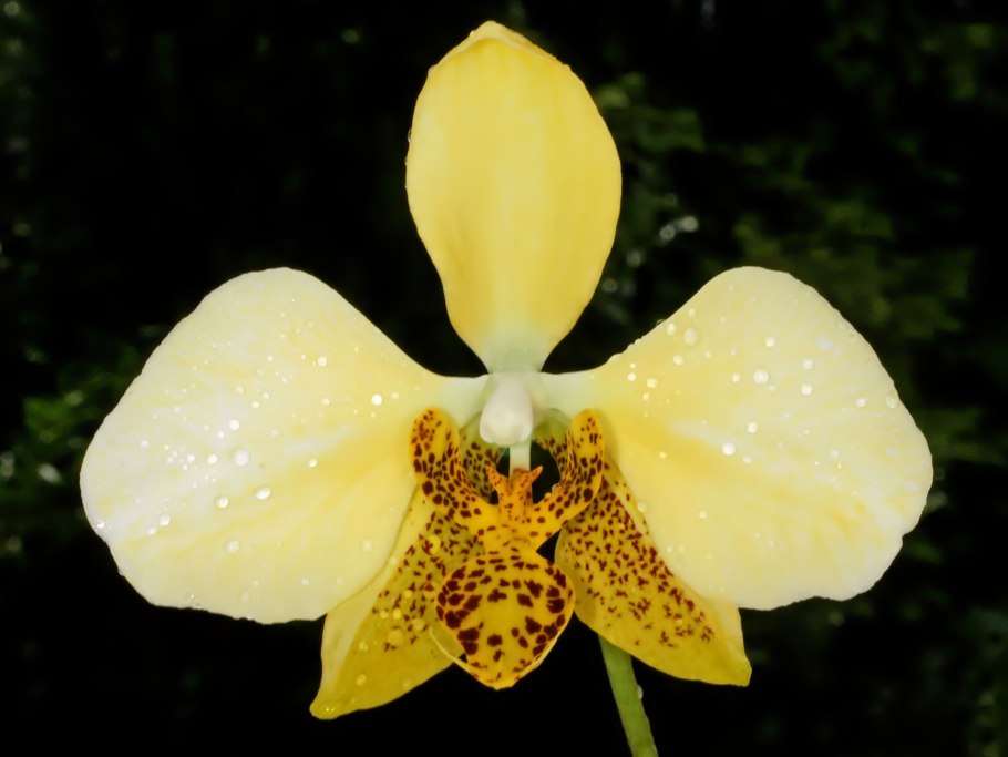 Фаленопсис Стюарта фото