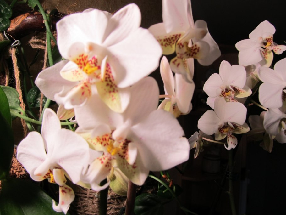 Стюартиана Сого