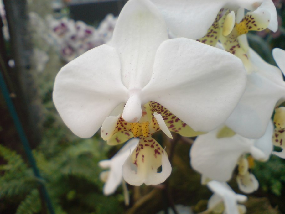 Фаленопсис Стюарта Нобилис