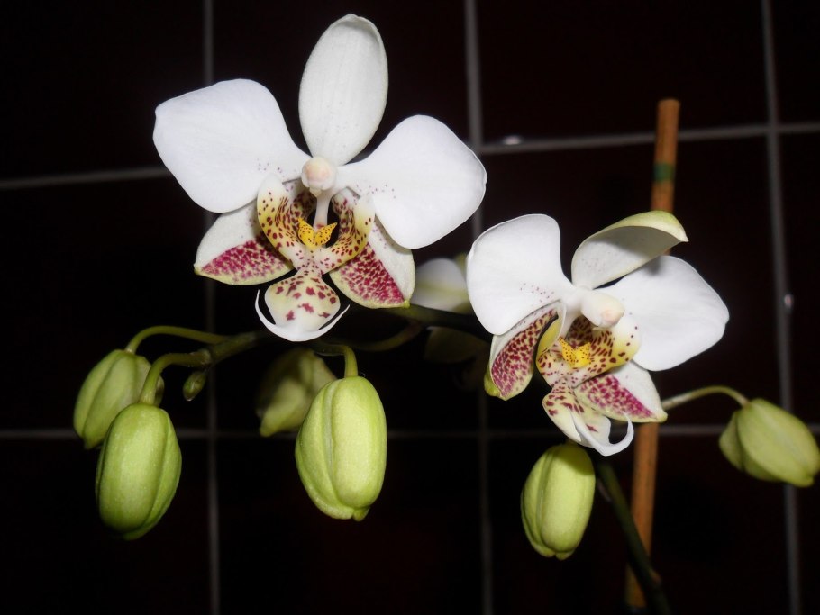 Орхидея Стюартиана Сиб