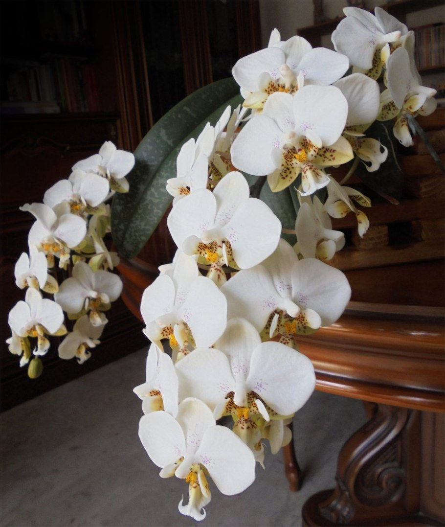 Стюартиана Пико чип