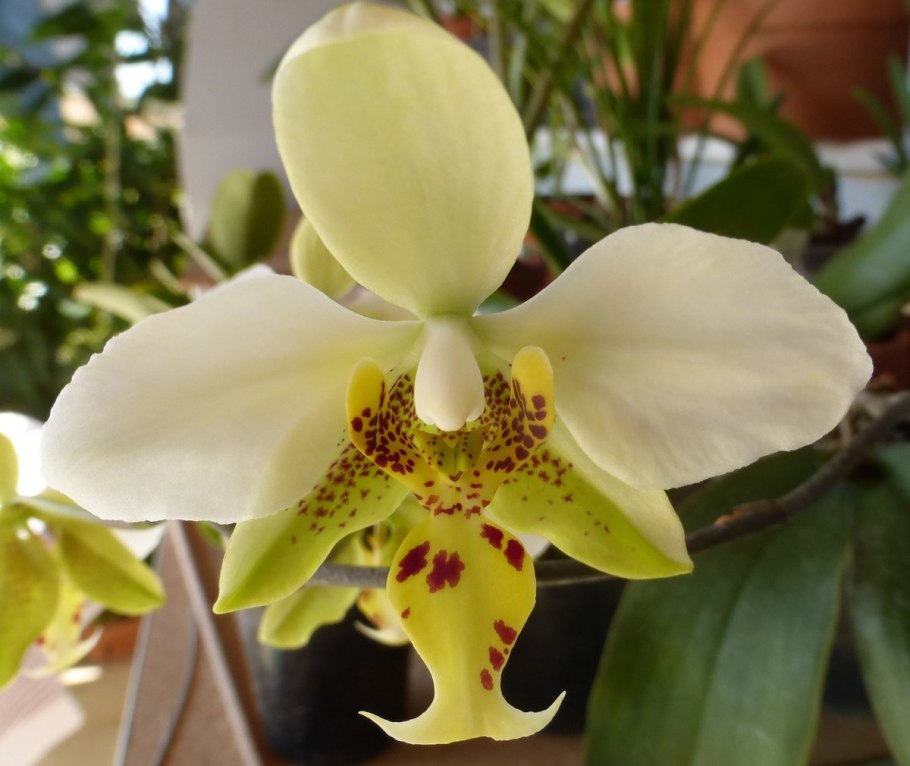 Фаленопсис Стюартиана