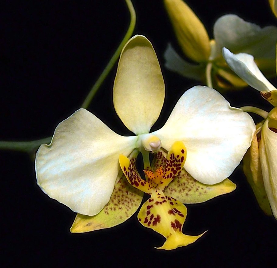 Орхидея stuartiana Pico Chip