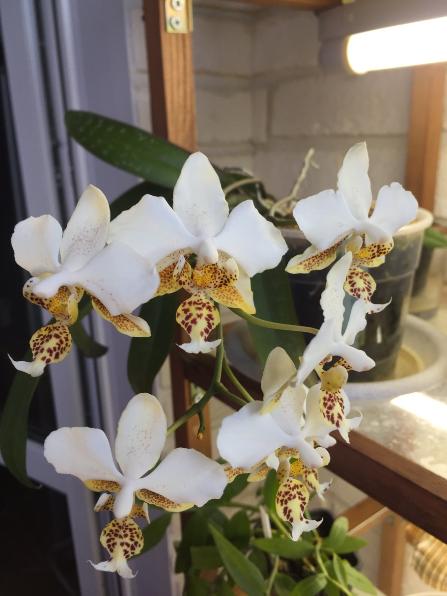 Орхидея Phal stuartiana