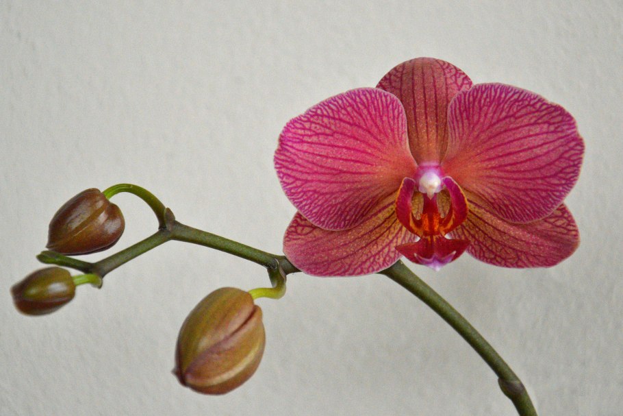 Стюартиана Пико чип