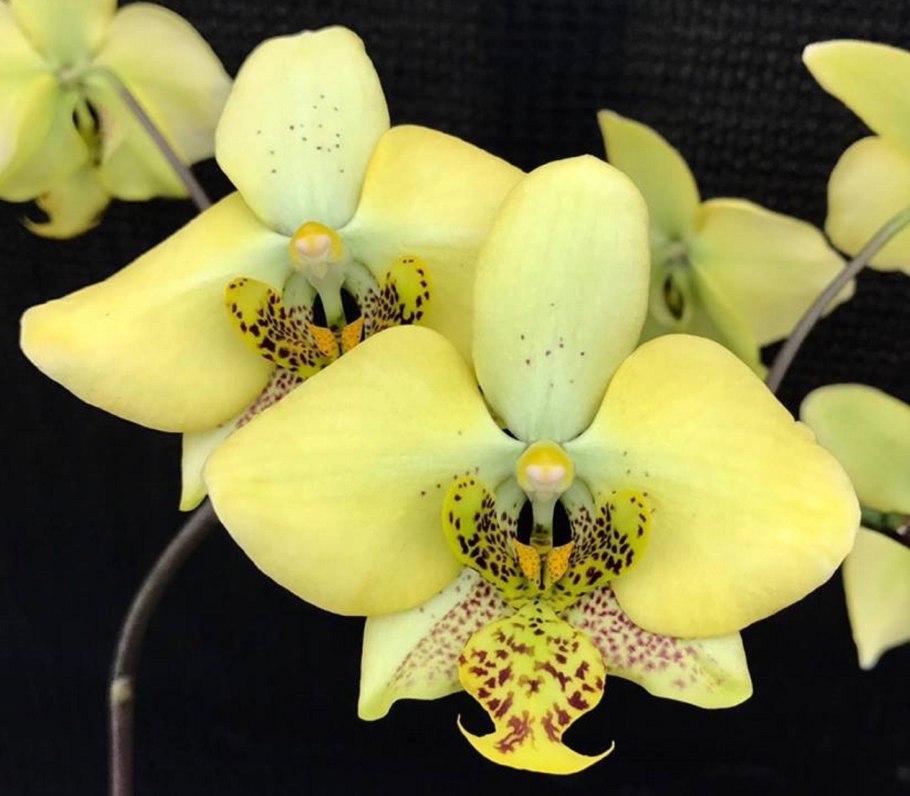 Орхидея фаленопсис Октопус