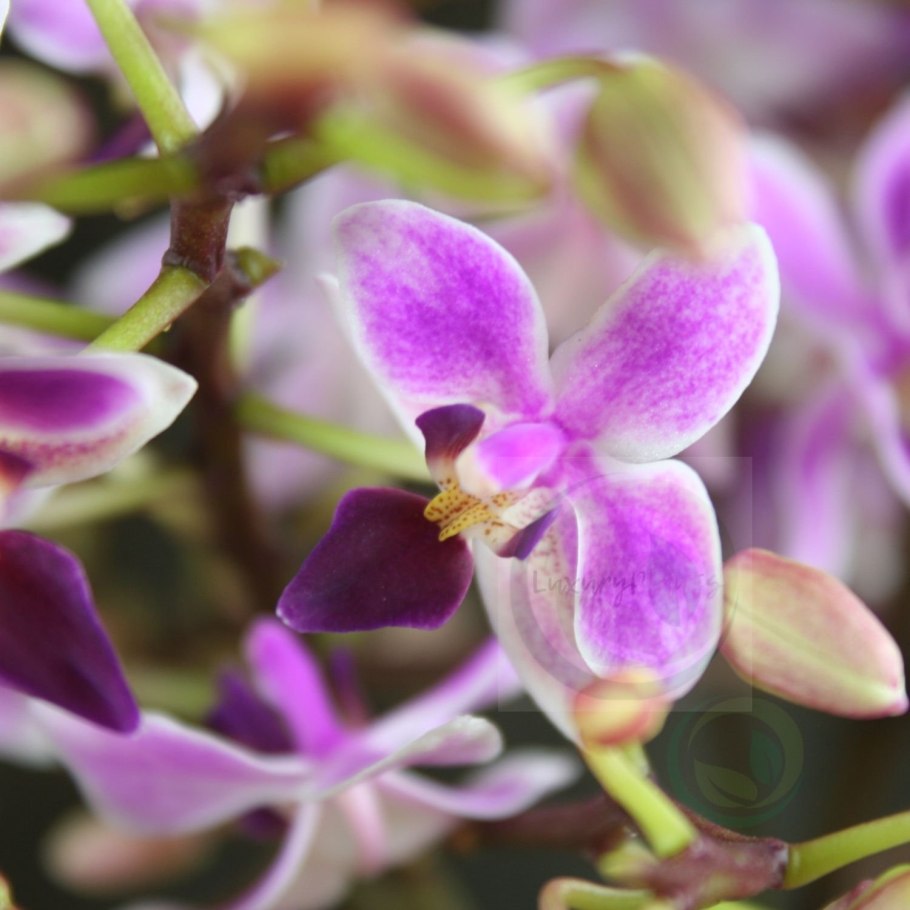 Орхидея stuartiana Nobilis