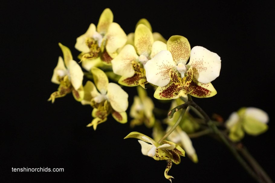 Фаленопсис stuartiana