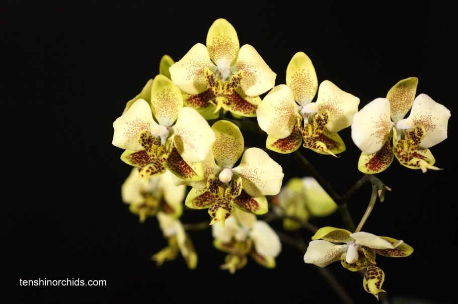 Фаленопсис Стюарта Нобилис