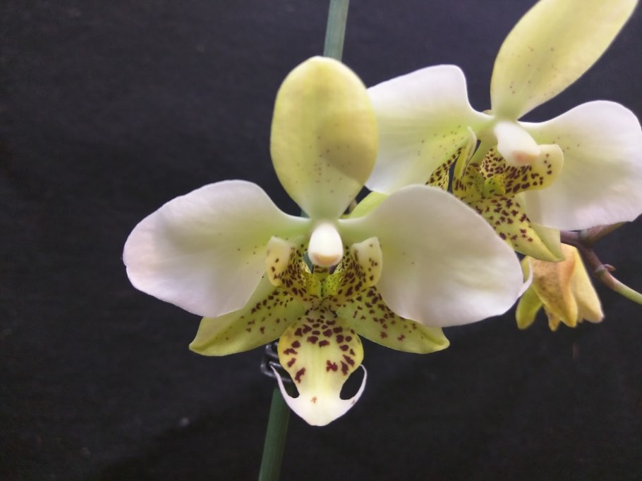 Phal. Stuartiana Yellow