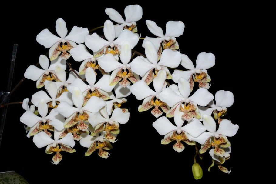 Фаленопсис Стюартиана