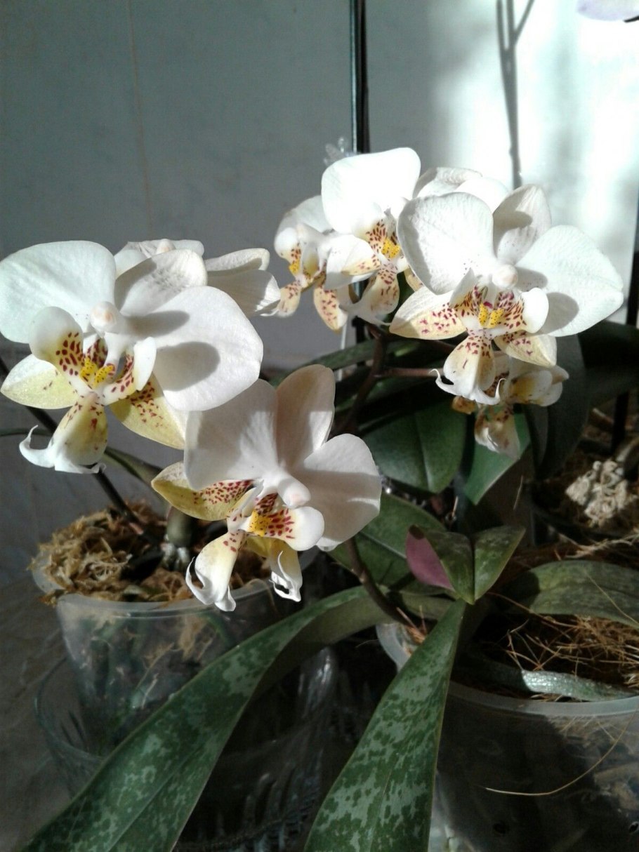 Фаленопсис Шиллера