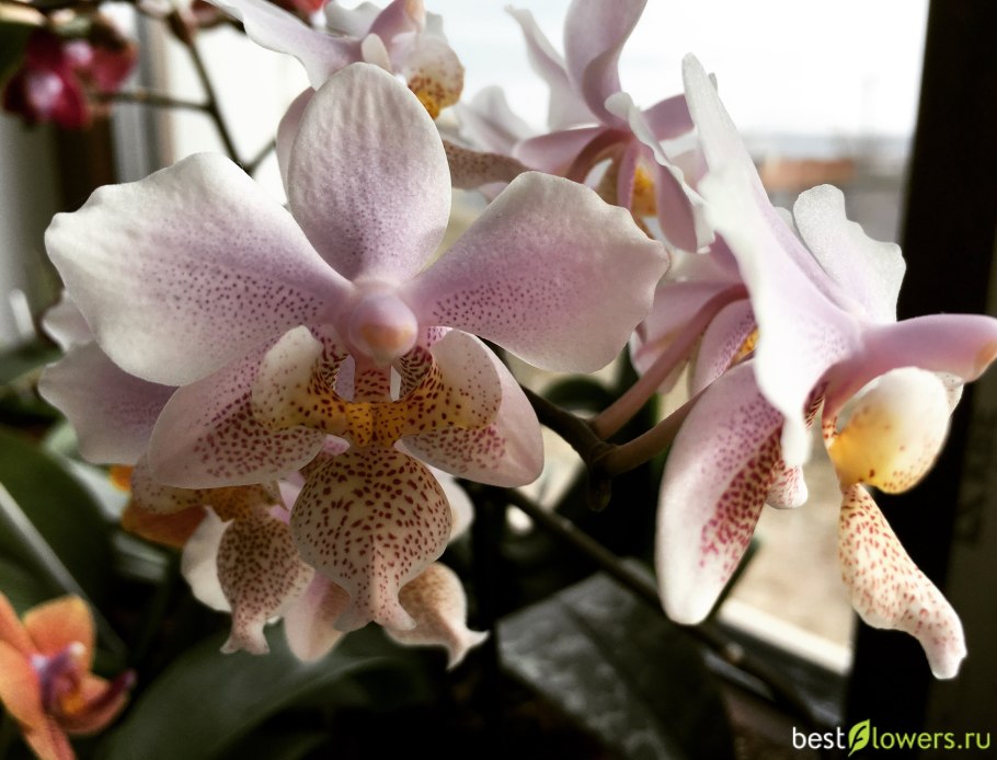 Орхидея schilleriana