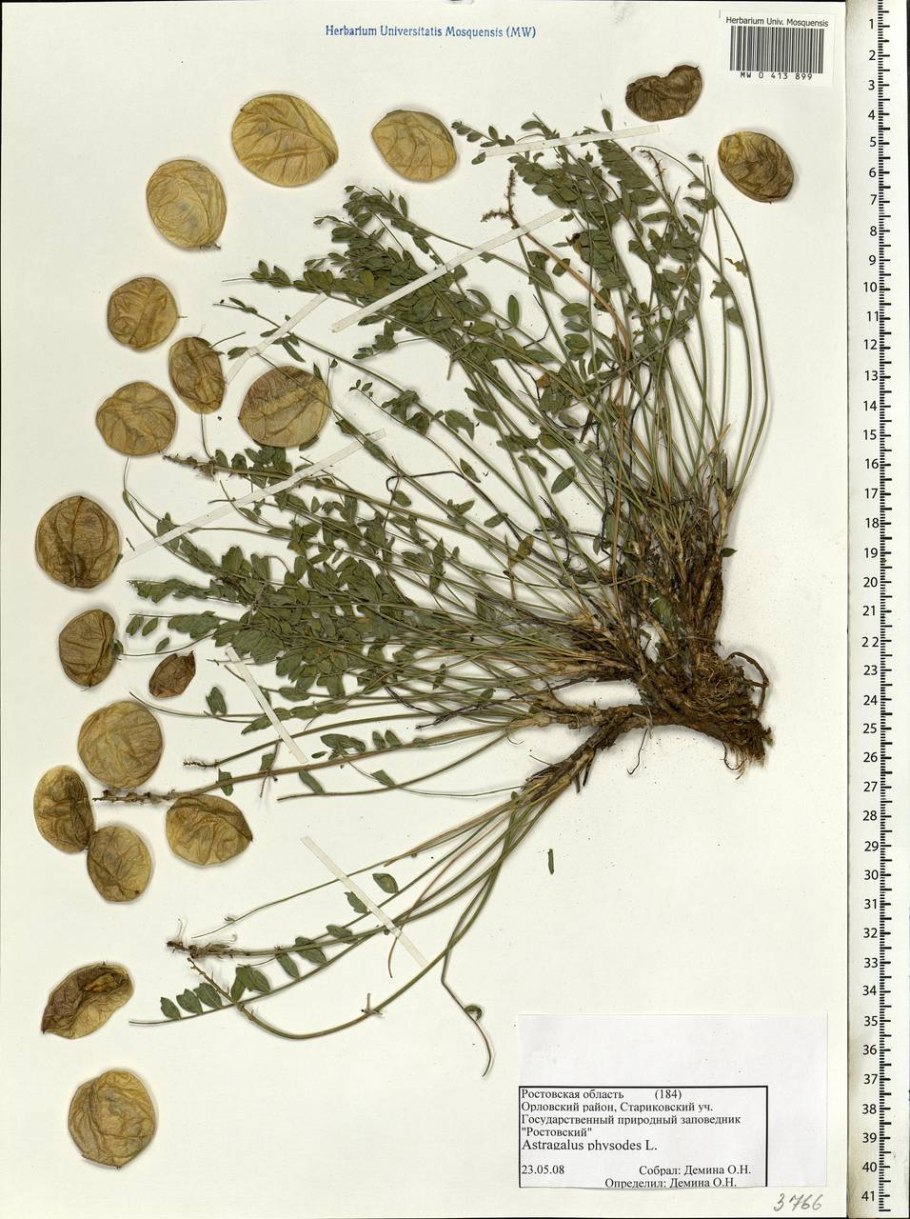 Астрагал пузырчатый Ростовский заповедник