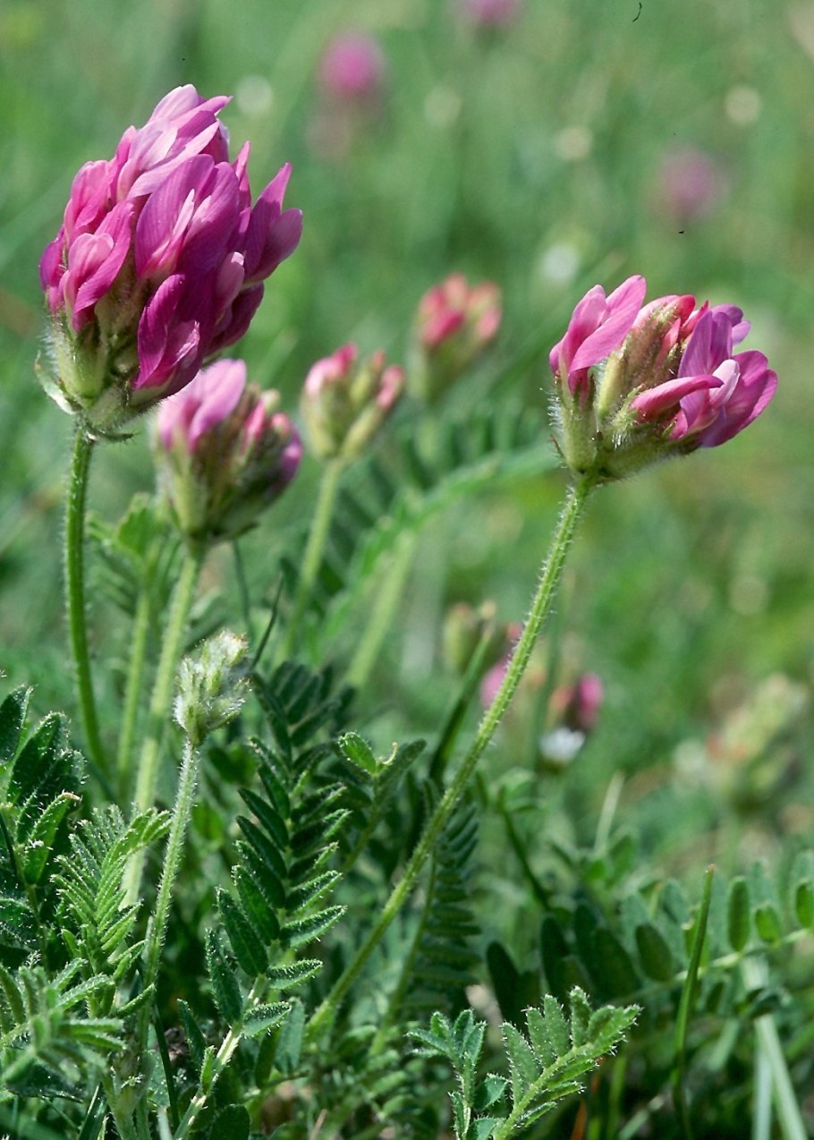 Astragalus longipetalus