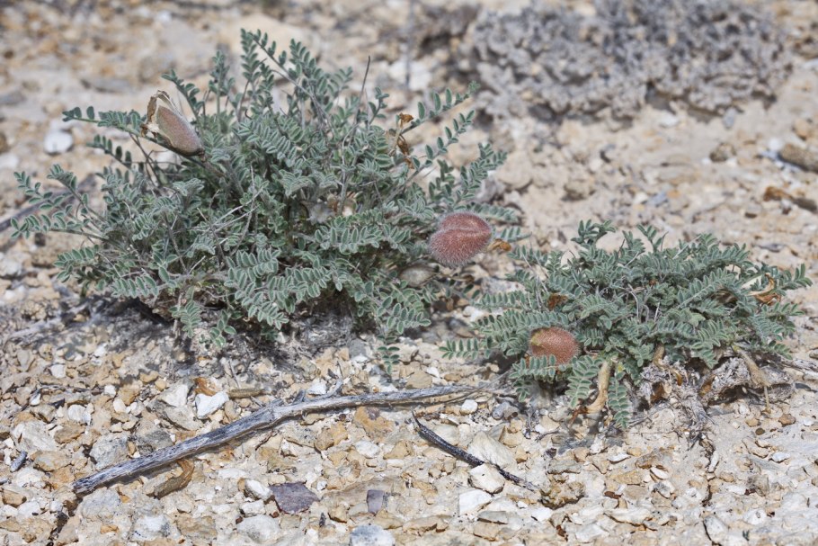 Astragalus pallasii
