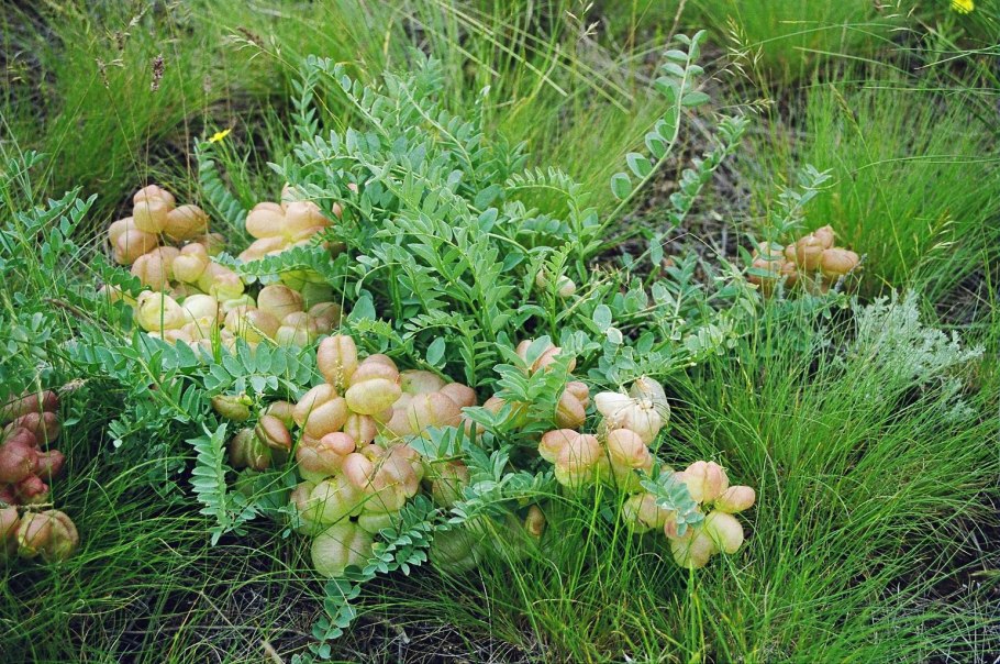 Астрагал пузырчатый Ростовский заповедник