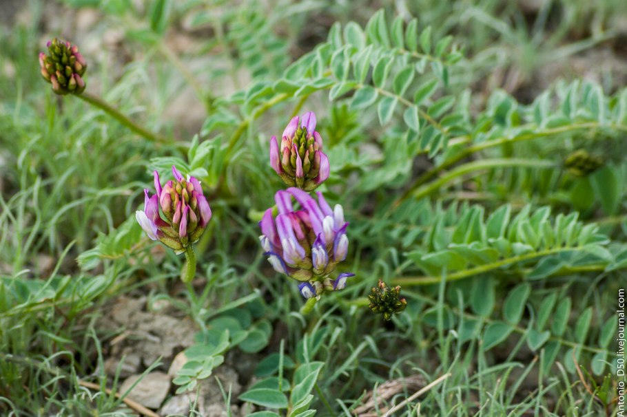 Астрагал датский