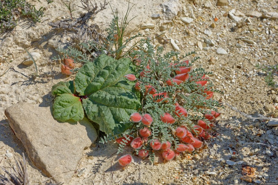 Астрагал с красными плодами