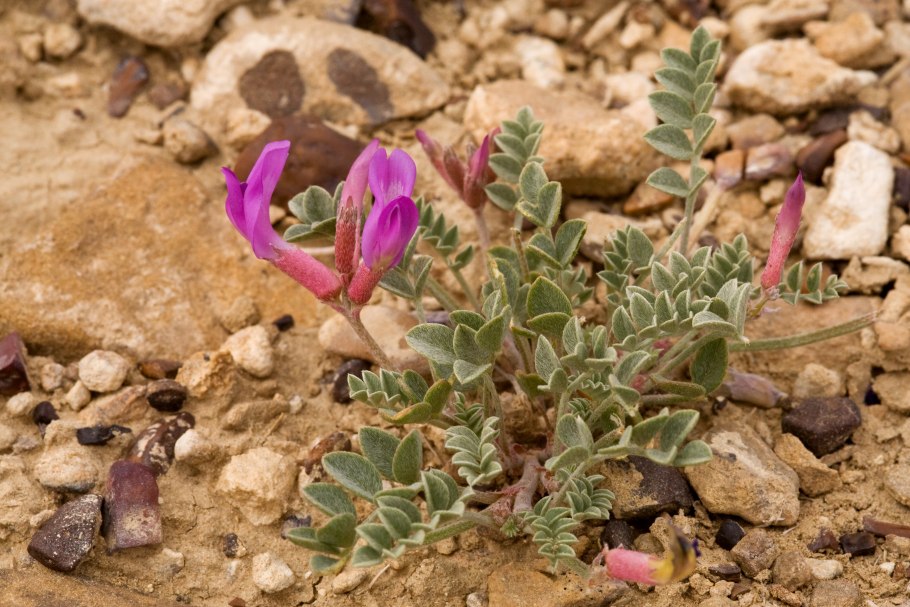 Астрагал Луговой